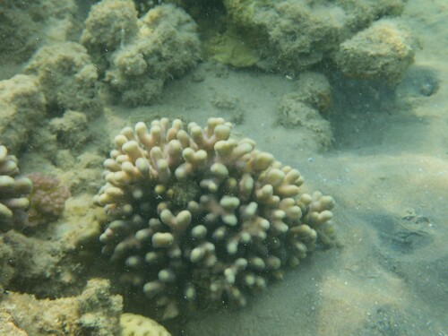 Stylophora observed 2026-10-01