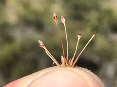 Juncus bryoides
