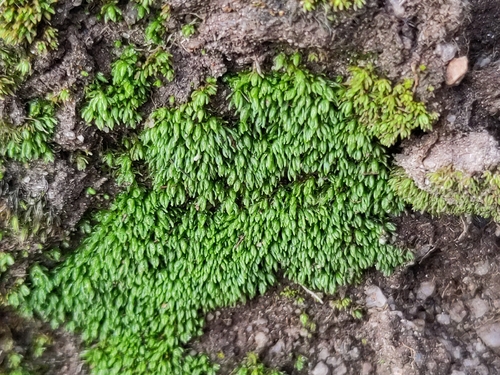 Oligotrichum hercynicum observed 2026-09-11