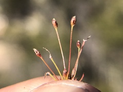 Juncus bryoides
