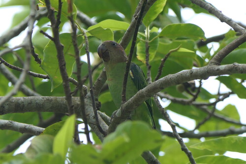 Psittinus cyanurus observed 2026-10-01