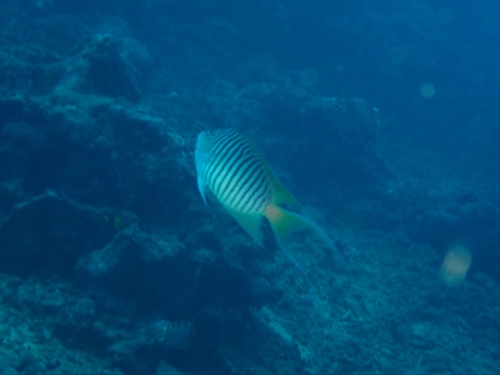 Genicanthus melanospilos observed 2026-10-01