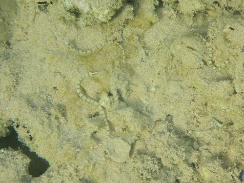 Corythoichthys flavofasciatus observed 2026-10-01