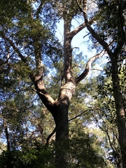 Eucalyptus globoidea