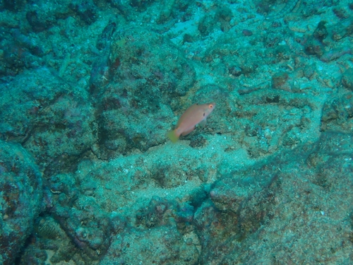 Cirrhilabrus punctatus observed 2026-10-01