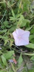 Convolvulus cantabrica image