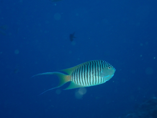 Genicanthus melanospilos observed 2026-10-01