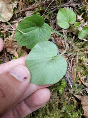 Viola selkirkii