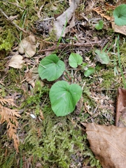 Viola selkirkii