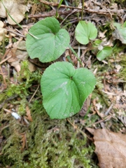 Viola selkirkii