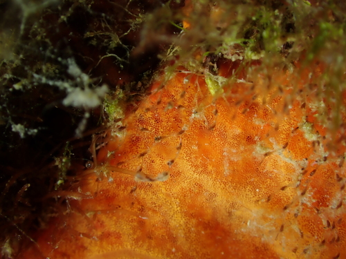 Savignyella lafontii observed 2026-07-15