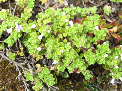 Clinopodium nubigenum