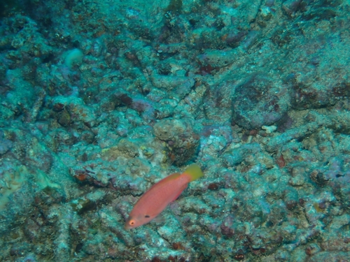 Cirrhilabrus punctatus observed 2026-10-01