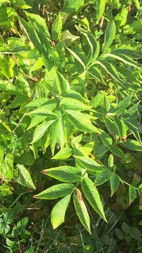 European black elderberry