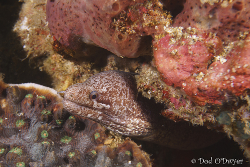 Gymnothorax zonipectis observed 2026-09-24