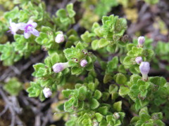 Clinopodium nubigenum