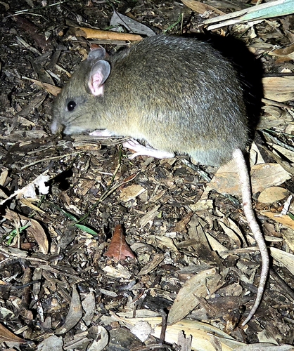 Uromys caudimaculatus observed 2026-10-01