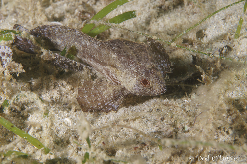 Ablabys taenianotus observed 2026-09-25