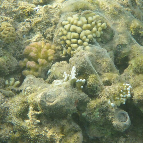 Stylophora observed 2026-10-01