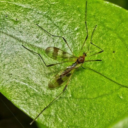 Gynoplistia observed 2026-10-01
