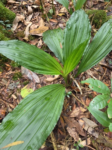 Calanthe triplicata observed 2026-10-02