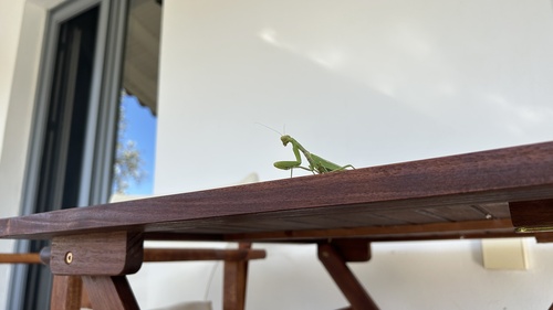 Transcaucasian Giant Mantis