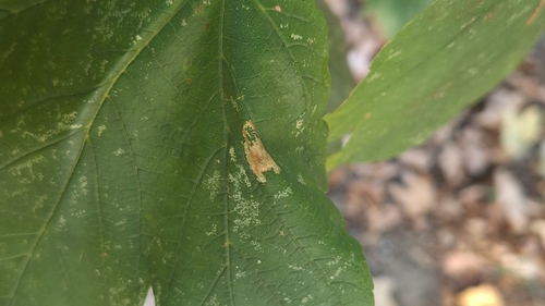 Sycamore Midget