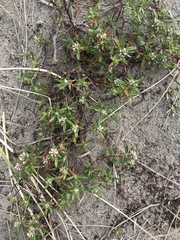 Polygonum paronychia