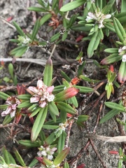 Polygonum paronychia