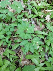 Cardamine maxima