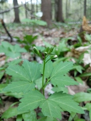 Cardamine maxima