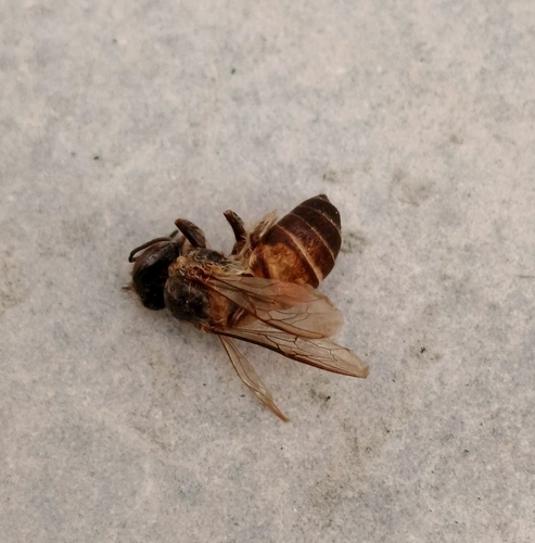 Giant Honey Bee