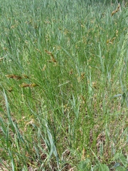 Carex praecox