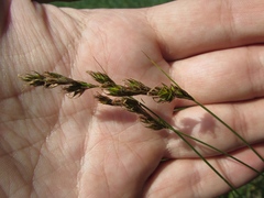 Carex praecox