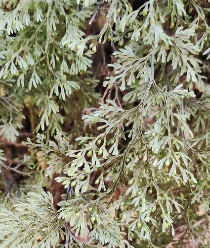 Hymenophyllum villosum observed 2026-09-30