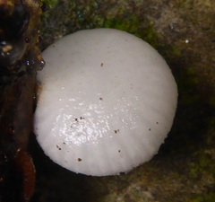 Oudemansiella australis image