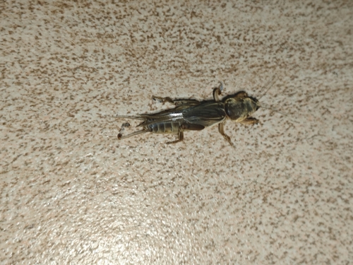 Oriental Mole Cricket
