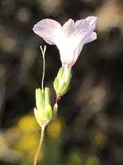 Linanthus orcuttii