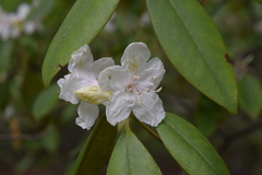 Rhododendron minus