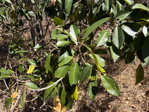 Ficus rubiginosa observed 2026-10-02