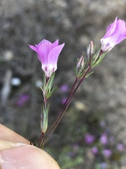 Linanthus orcuttii