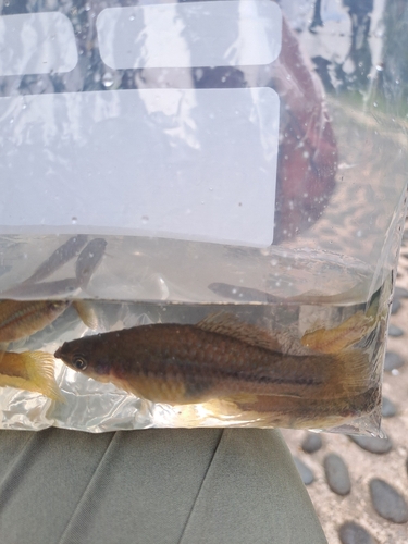 Xiphophorus hellerii observed 2026-10-02