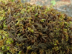 Pseudisothecium cristatum