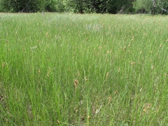 Carex praecox