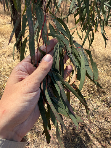 Eucalyptus crebra observed 2026-10-02