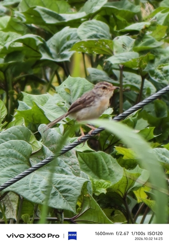 Plain Prinia