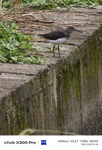 Green Sandpiper