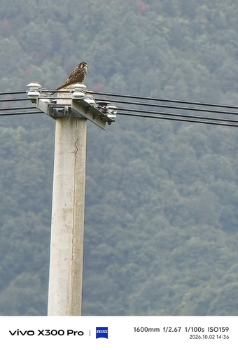 Eurasian Kestrel