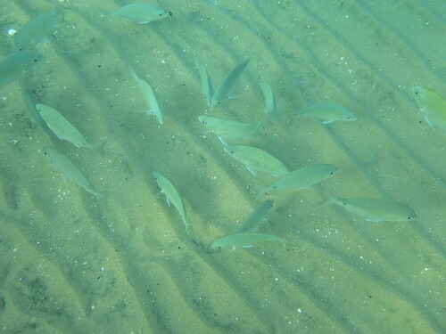 Diplodus noct observed 2026-10-01