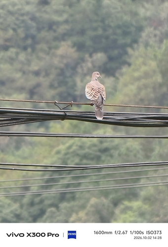 Oriental Turtle-Dove